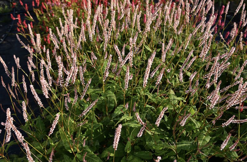 Bistorta amplexicaulis (Persicaria amplexicaulis)  ́JS Misty Morning'